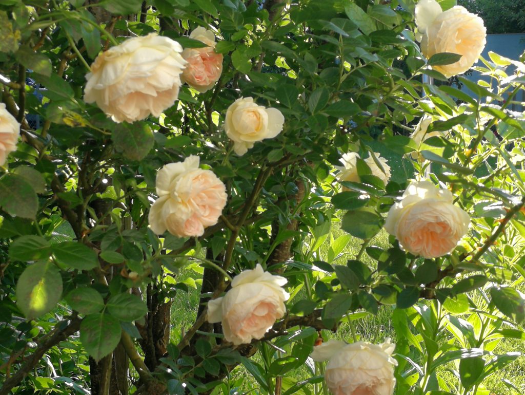 12 von12, Juni 22, Eva Dragosits, Rosen im Garten